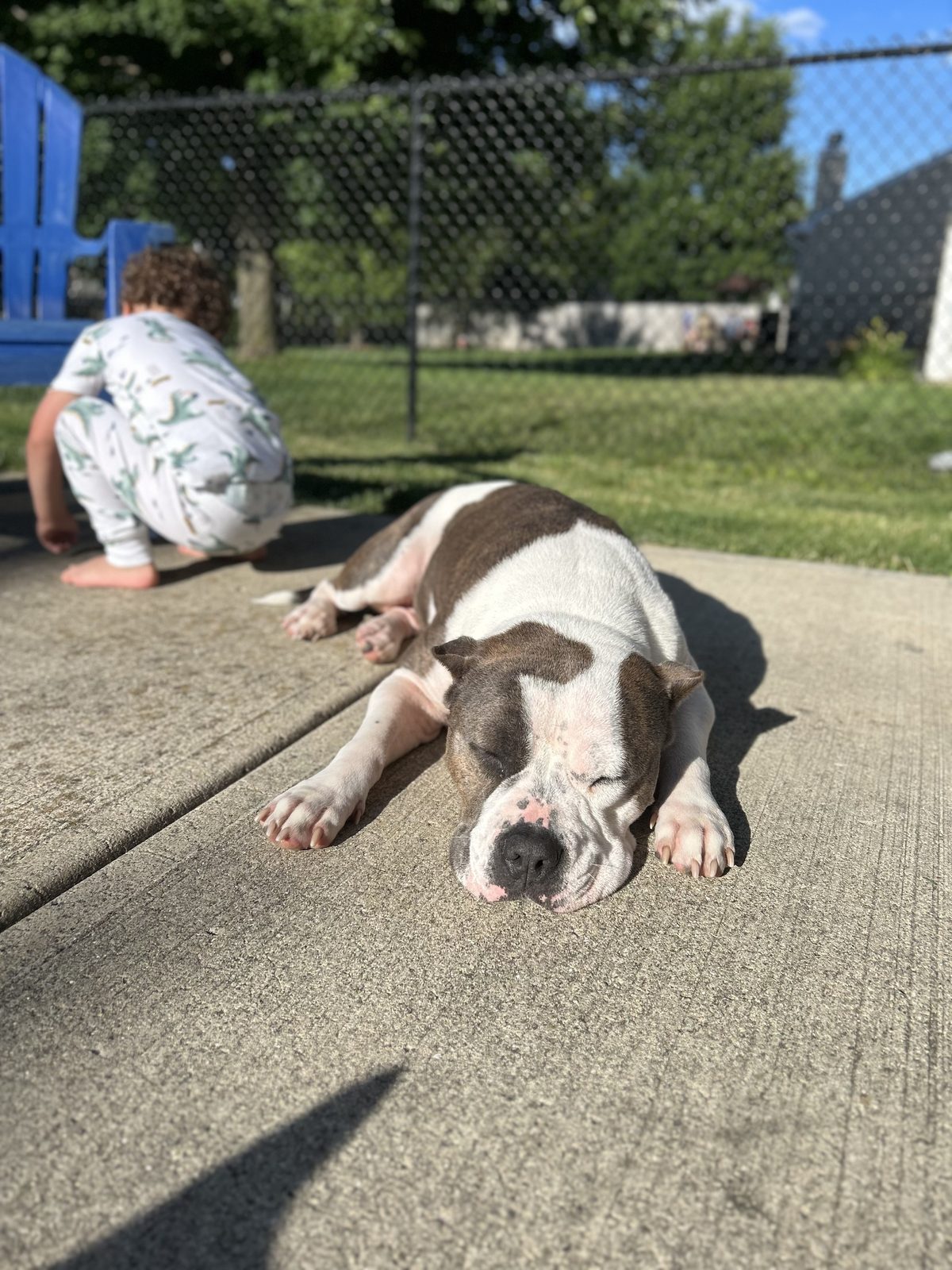 Pet photo