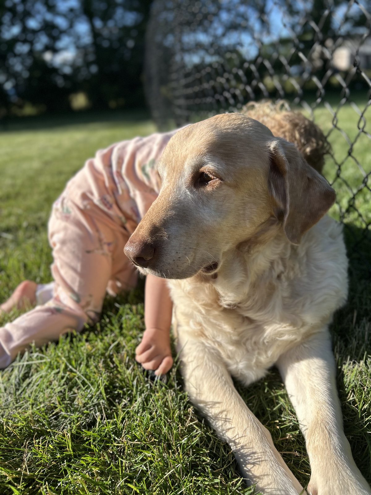 Pet photo