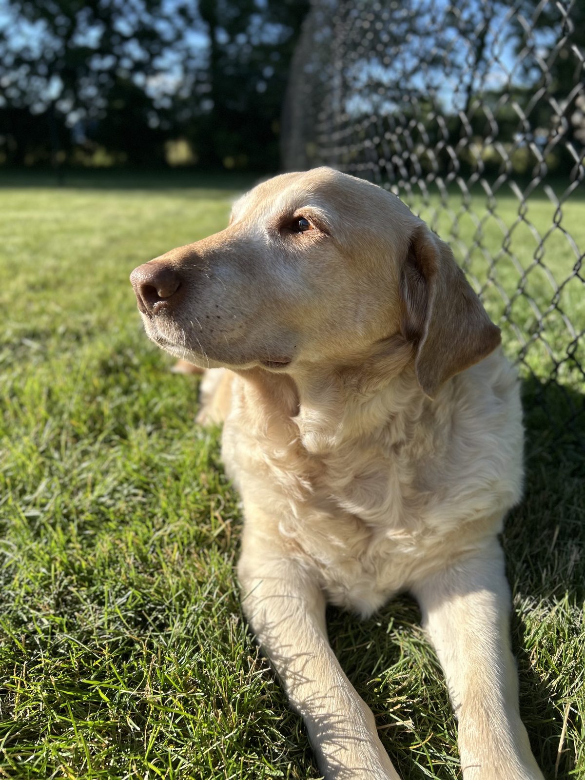 Pet photo