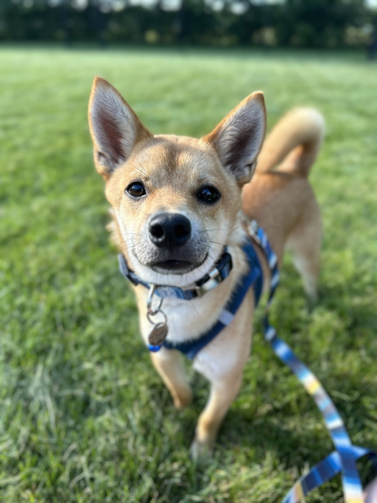 Pet photo