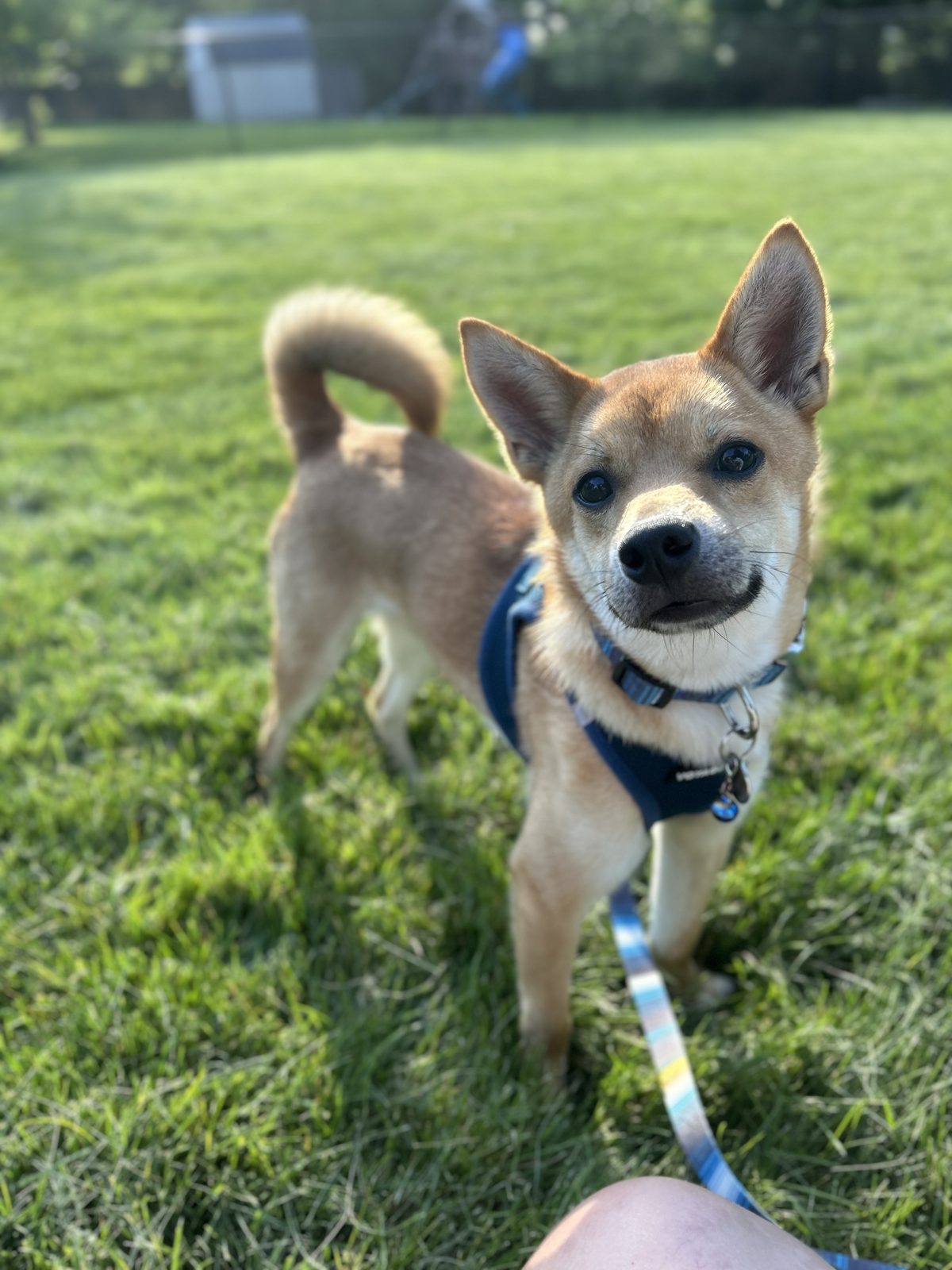 Pet photo