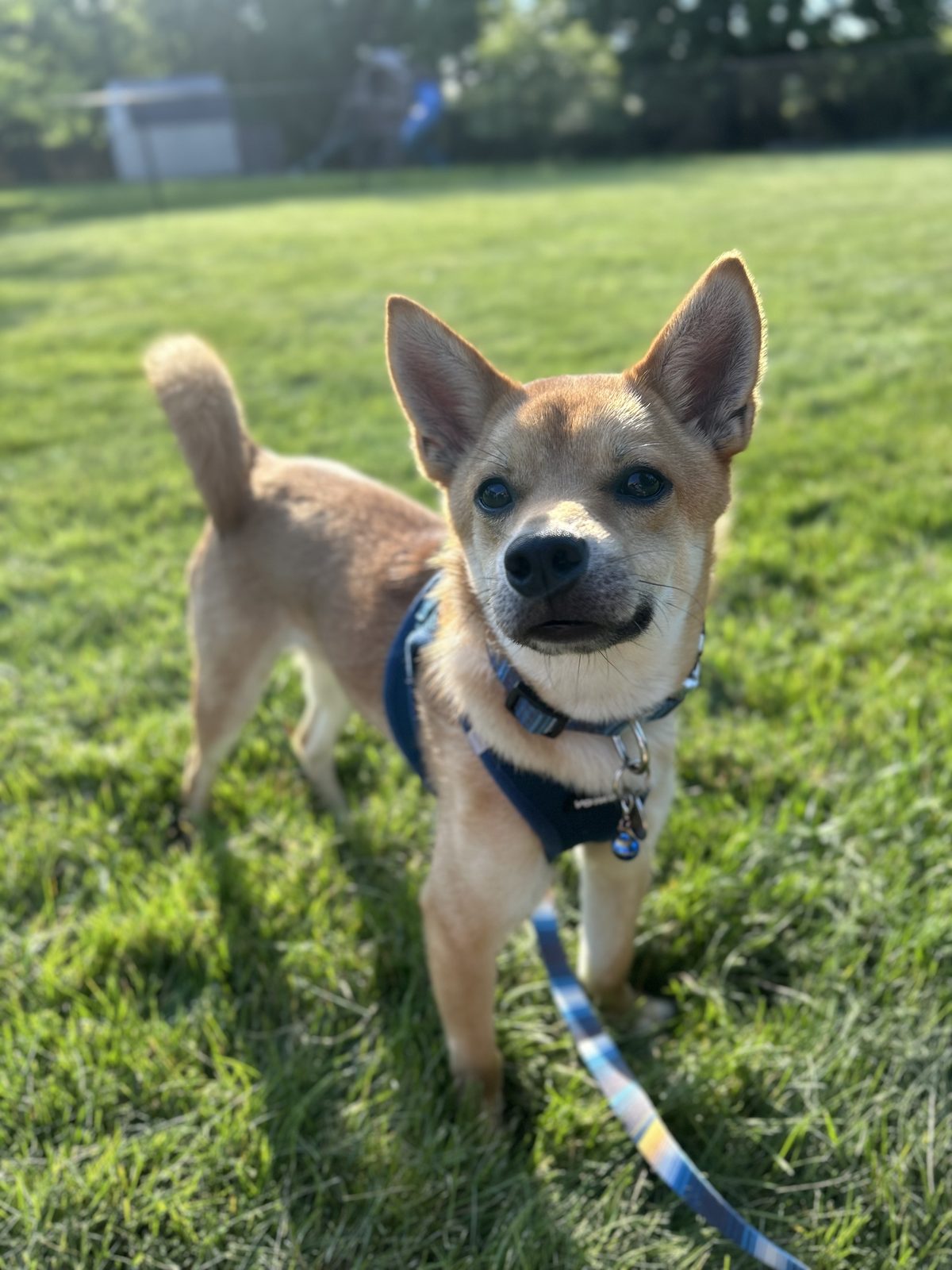 Pet photo