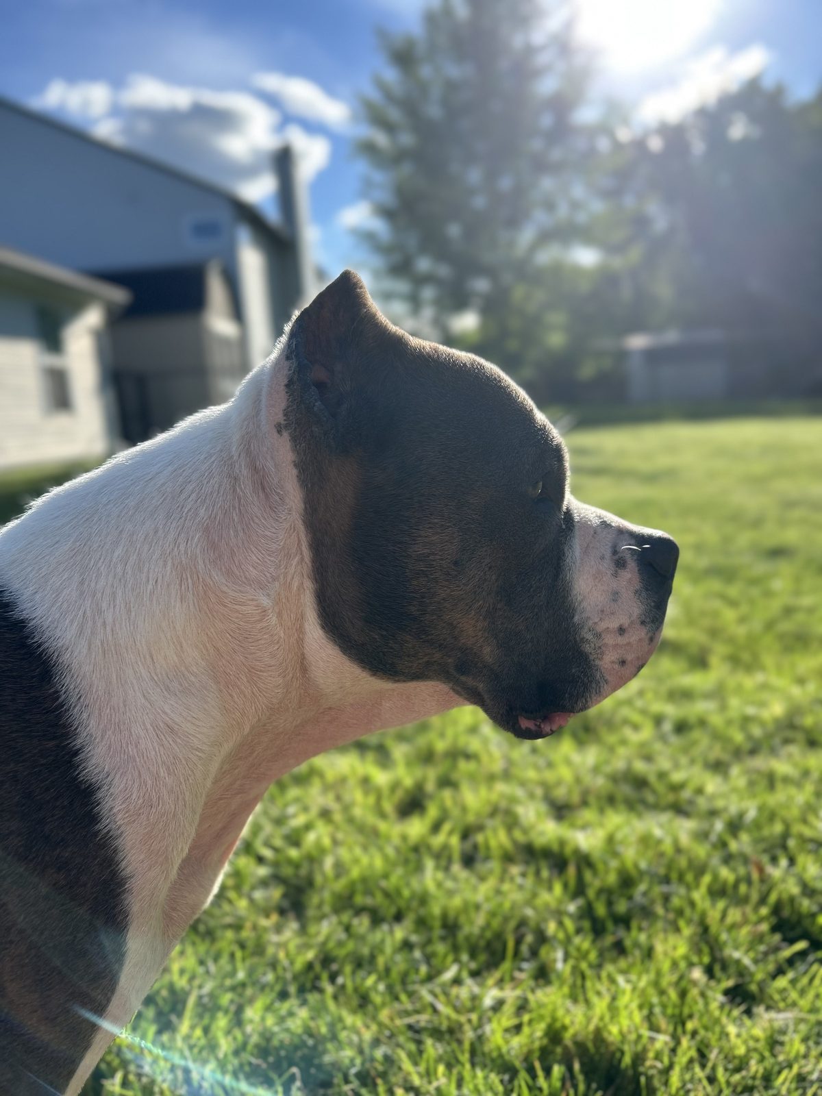 Pet photo