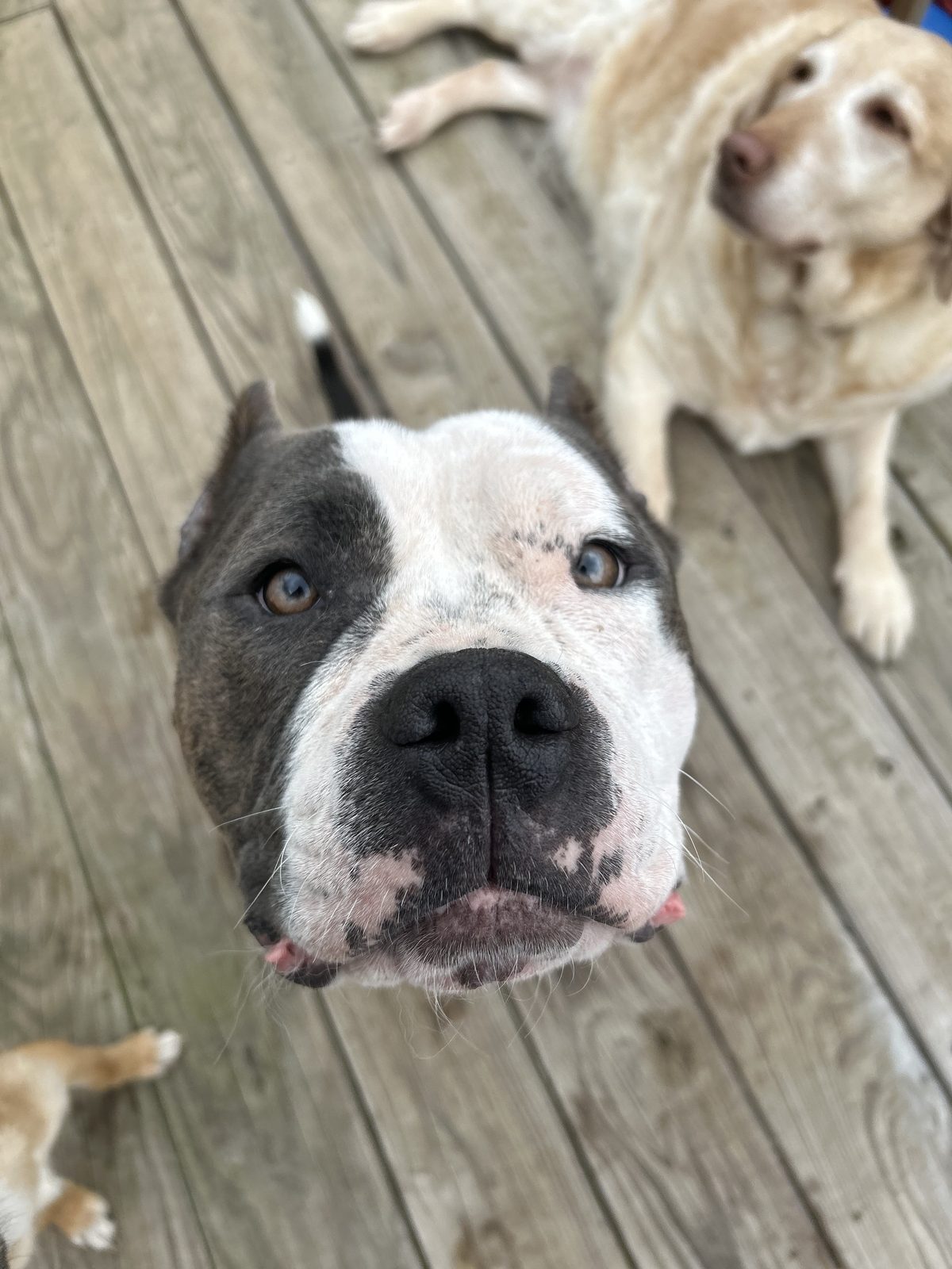 Xena, full face
