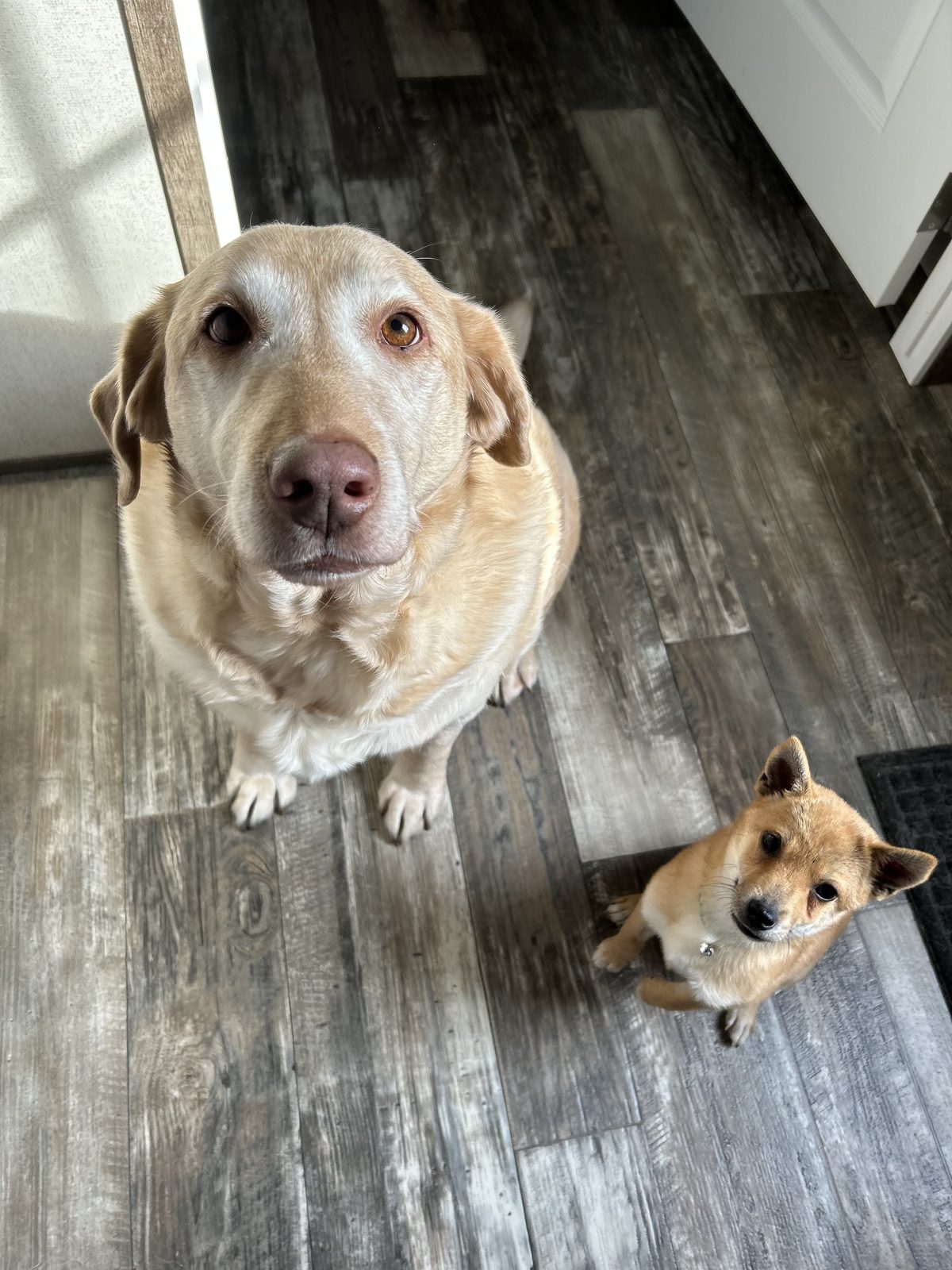 Churro and Rufus
