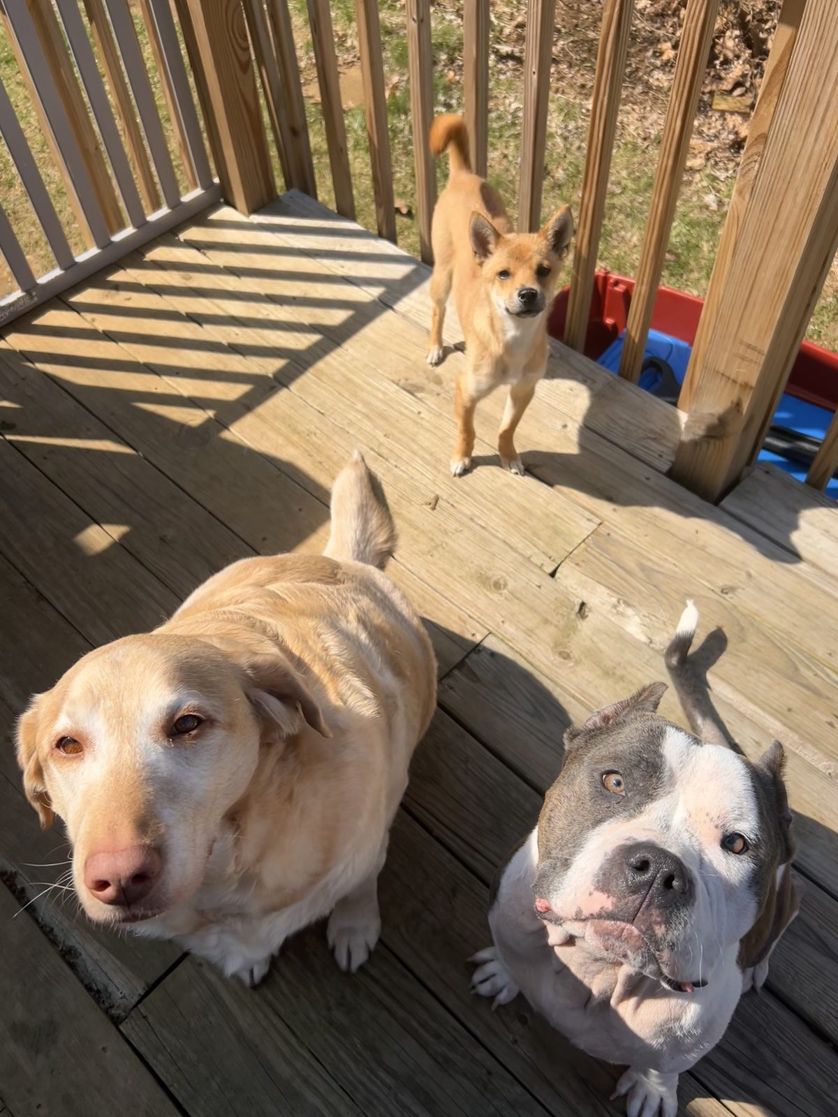 Churro, Xena, and Rufus